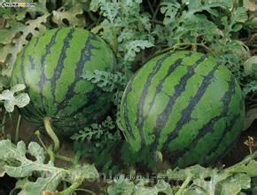 Gaizhou watermelon