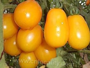 Wuyuan yellow persimmon