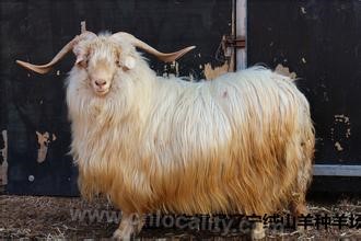 Gaizhou cashmere goat