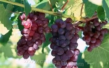 Wangershan grape