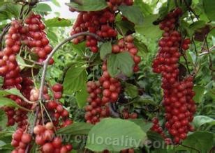 Schisandra chinensis in Xiuyan