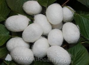 Xiuyan tussah cocoon