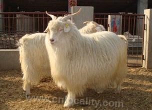 Xiuyan cashmere goat