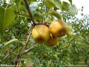 Jianba pear