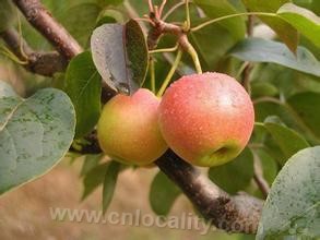 Haicheng Nanguo pear