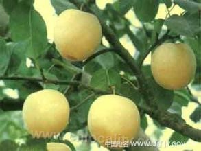 Nanxing pear