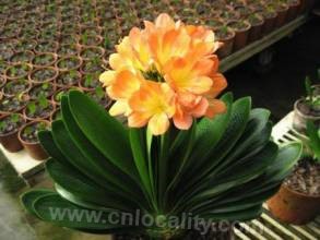 Clivia &quot;Steel City with Short Leaves&quot;