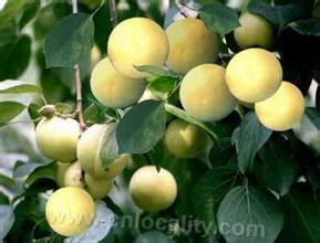 Silver apricot