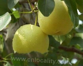 Heishan jinfeng pear