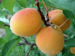 &quot;anqi&quot; apricot