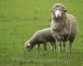 Hornless merino sheep