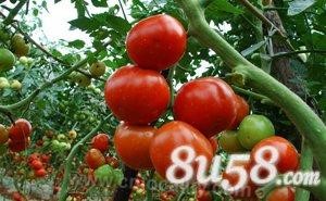 Dengkou tomato