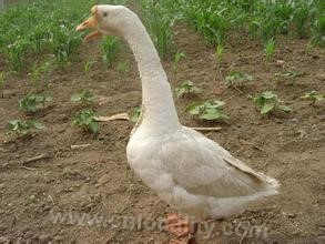 Changtuhuo goose