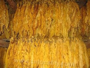 Xifeng flue-cured tobacco