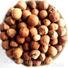 Xifeng hazelnut