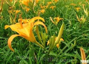 Tieling-day lily