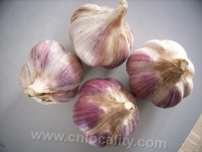 Kaiyuan purple garlic