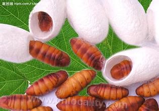 silkworm chrysalis