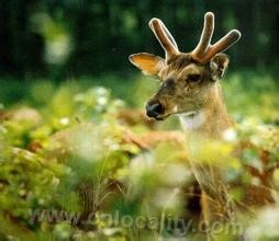 Sika deer antler