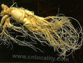 Longbao ginseng