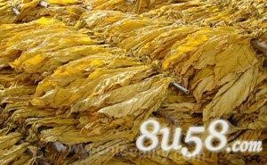 Bulong tobacco leaves