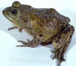 Chinese forest frog