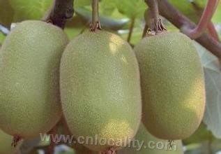 Kiwifruit in Suizhong