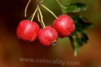 Crataegus pinnatifida