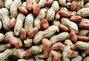 Xingcheng peanut