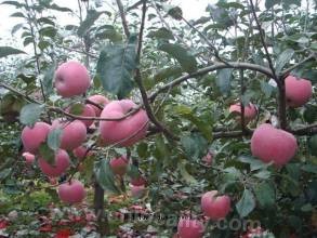 Xibaocun fruit