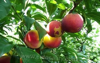 Autumn plums in Huludao