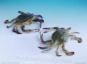 sea crab