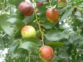 Banshigou jujube