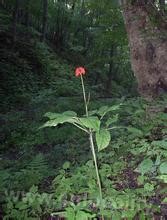 Wild ginseng