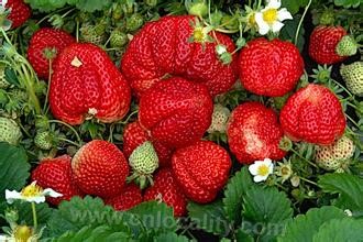 Donggang strawberry