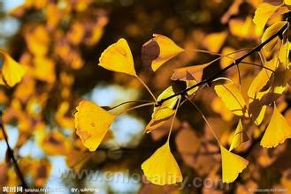 Ginkgo tree