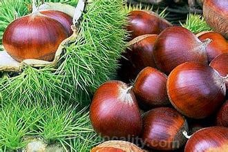 Dandong chestnut