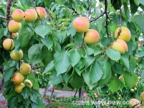 Dandong-Gushan Prunus mume