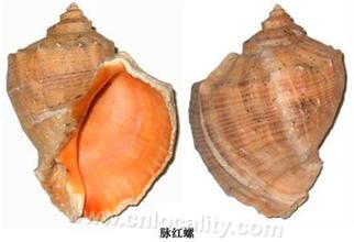 Red snail in Lushun vein