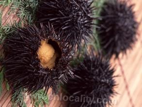 Lushun sea urchin