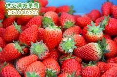 Zhuanghe strawberry