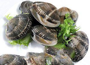 Clam variegated in Zhuanghe River