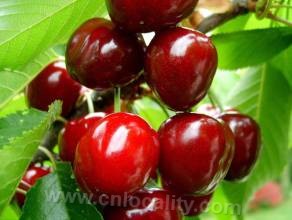 Golden state cherry