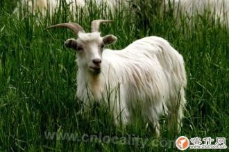 Alashan white cashmere goat