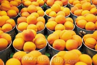 Jinzhou yellow peach