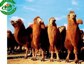 Alashan bactrian camel