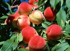 Dalian peach