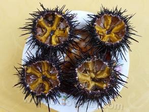 Purple sea urchin