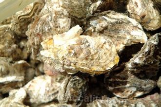 (sea) oyster