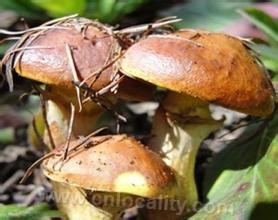 Wild pine mushrooms